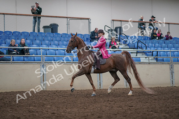 2019 Morgan Horse Show - Aug 31, 2019 - 08516