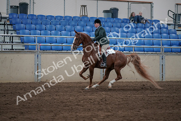 2019 Morgan Horse Show - Sept 01, 2019 - 12267