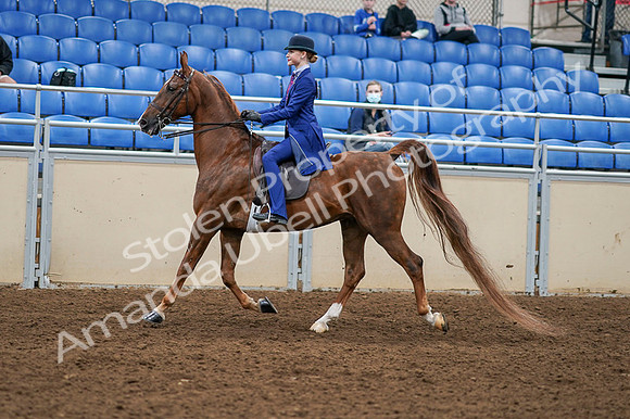 2020 - AB Morgan Horse - Fri, Sept 04 - 04894