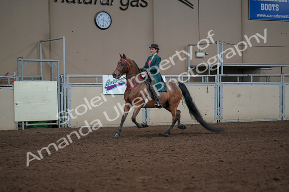 2019 Morgan Horse Show - Sept 01, 2019 - 13459