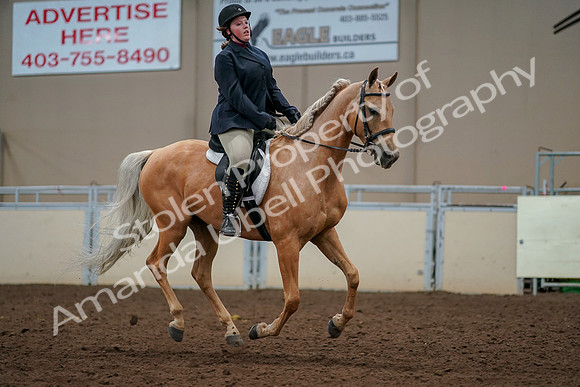 2019 Morgan Horse Show - Aug 30, 2019 - 22533