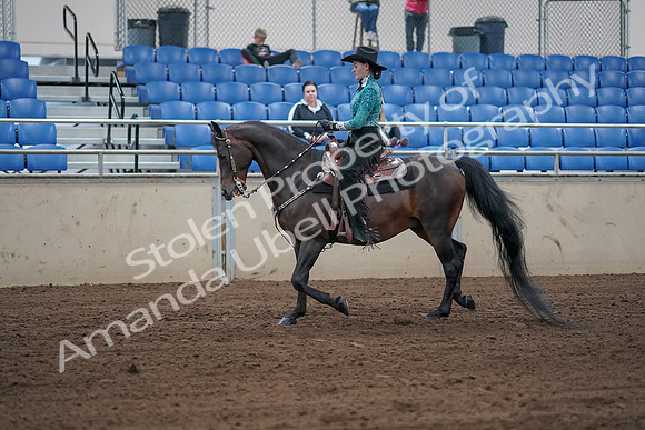 2019 Morgan Horse Show - Sept 01, 2019 - 06805