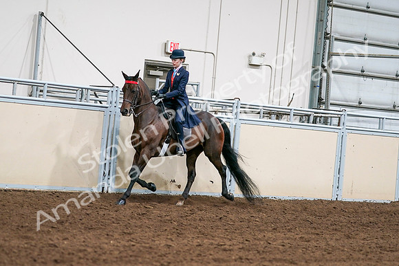 2020 - AB Morgan Horse - Sat, Sept 05 - 08525