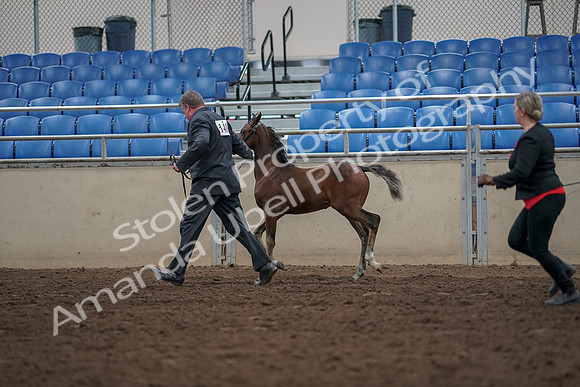 2019 Morgan Horse Show - Aug 31, 2019 - 00420