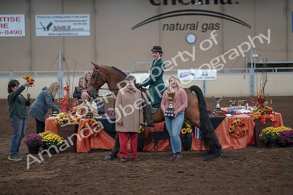 2019 Morgan Horse Show - Sept 01, 2019 - 13431