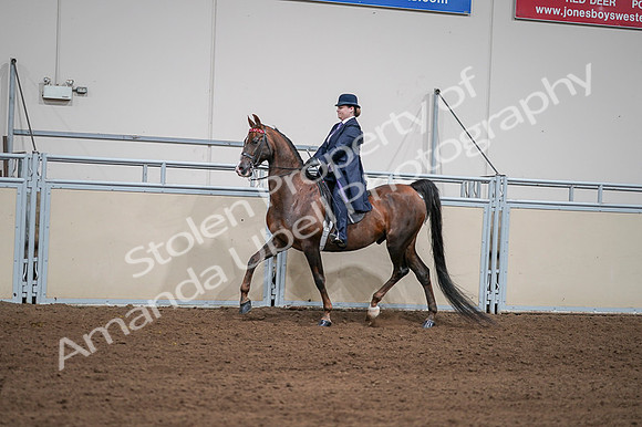 2020 - AB Morgan Horse - Fri, Sept 04 - 07954