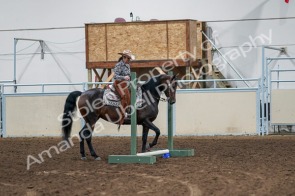 2020 - AB Morgan Horse - Fri, Sept 04 - 00351