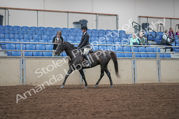 2019 Morgan Horse Show - Aug 30, 2019 - 14878