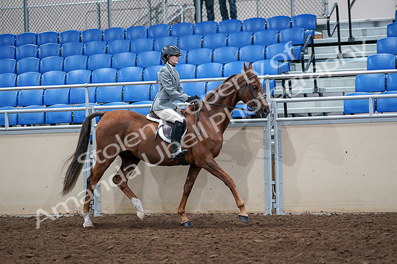 2020 - AB Morgan Horse - Fri, Sept 04 - 03113