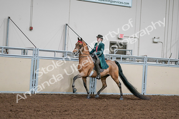 2020 - AB Morgan Horse - Sat, Sept 05 - 13671