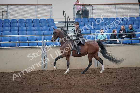2019 Morgan Horse Show - Aug 31, 2019 - 08798