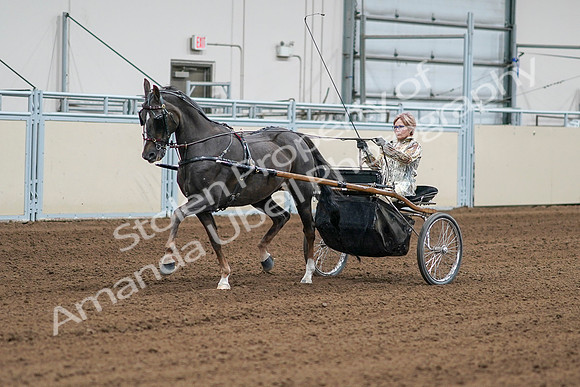 2020 - AB Morgan Horse - Sat, Sept 05 - 05979