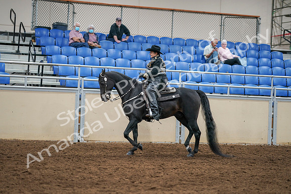 2020 - AB Morgan Horse - Sat, Sept 05 - 08867