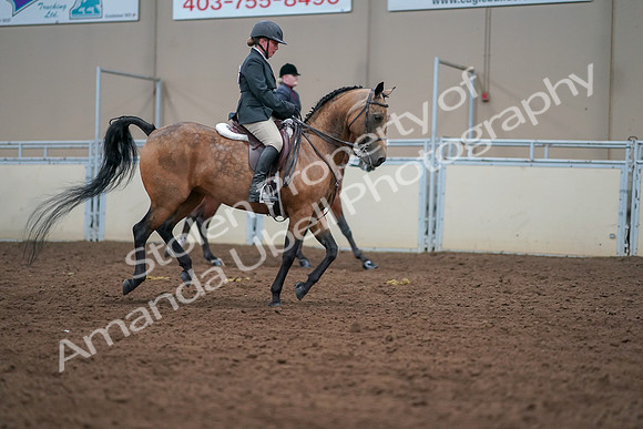 2019 Morgan Horse Show - Aug 30, 2019 - 21064