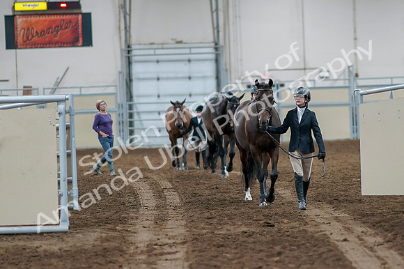 2020 - AB Morgan Horse - Fri, Sept 04 - 00725