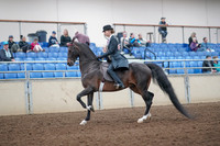 2019 Morgan Horse Show - Aug 31, 2019 - 12190