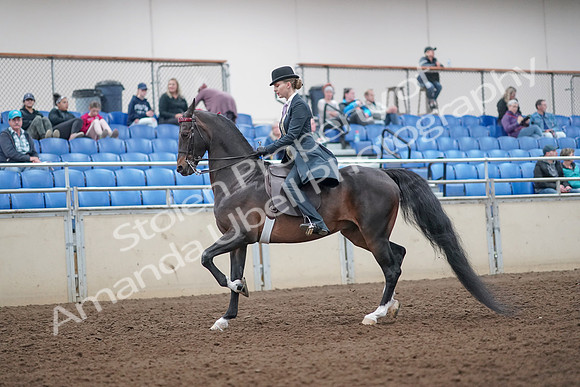 2019 Morgan Horse Show - Aug 31, 2019 - 12190