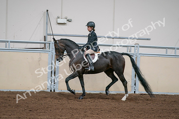 2020 - AB Morgan Horse - Fri, Sept 04 - 02031