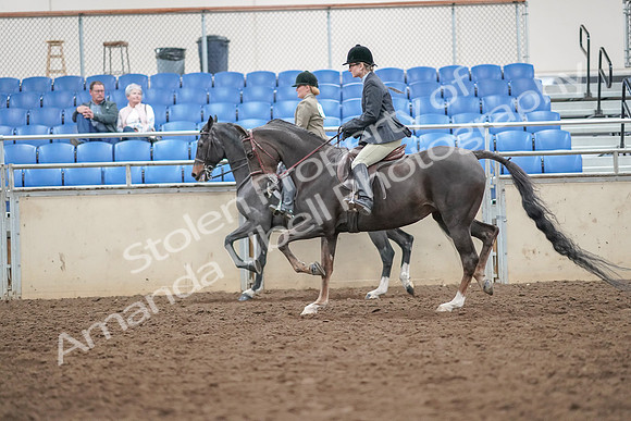 2019 Morgan Horse Show - Aug 30, 2019 - 20079