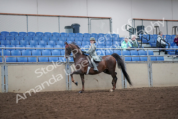 2019 Morgan Horse Show - Aug 30, 2019 - 17854