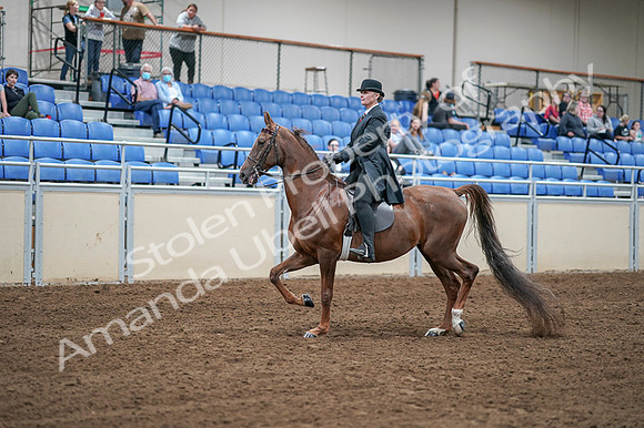 2020 - AB Morgan Horse - Fri, Sept 04 - 07926