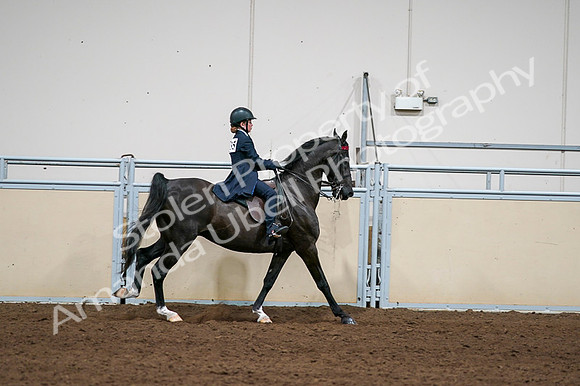 2020 - AB Morgan Horse - Fri, Sept 04 - 03149