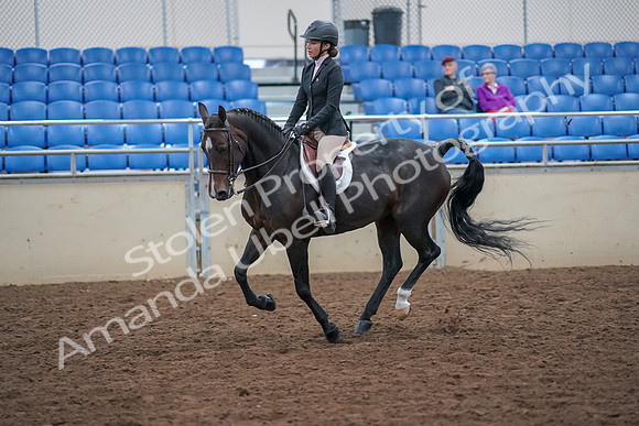 2019 Morgan Horse Show - Aug 30, 2019 - 20544