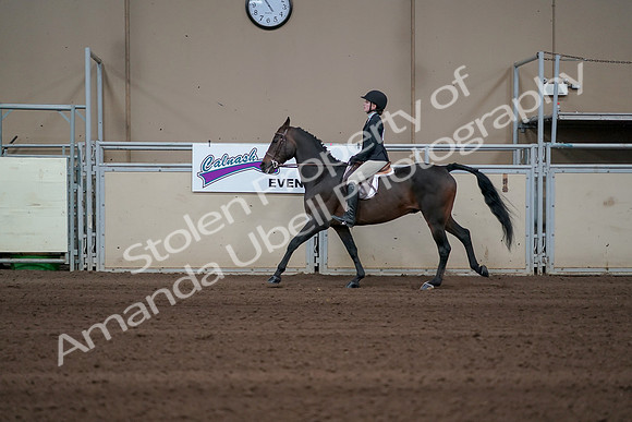 2019 Morgan Horse Show - Sept 01, 2019 - 03784