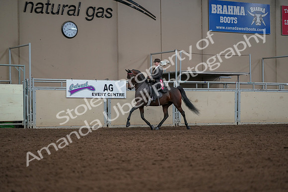 2019 Morgan Horse Show - Aug 30, 2019 - 28295