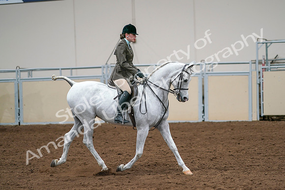 2020 - AB Morgan Horse - Sat, Sept 05 - 14536