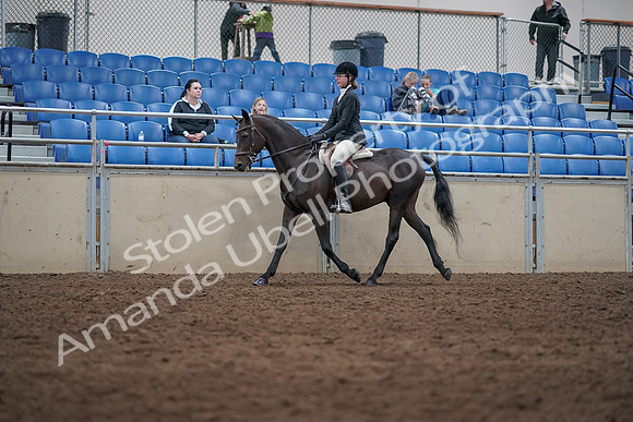 2019 Morgan Horse Show - Sept 01, 2019 - 09005