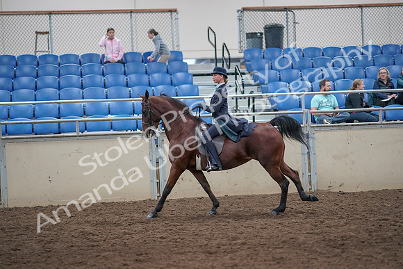 2019 Morgan Horse Show - Aug 31, 2019 - 08861