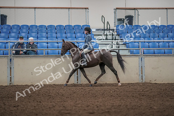 2019 Morgan Horse Show - Aug 31, 2019 - 05002