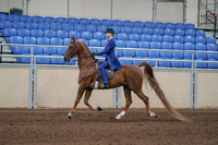 2020 - AB Morgan Horse - Sun, Sept 06 - 00007