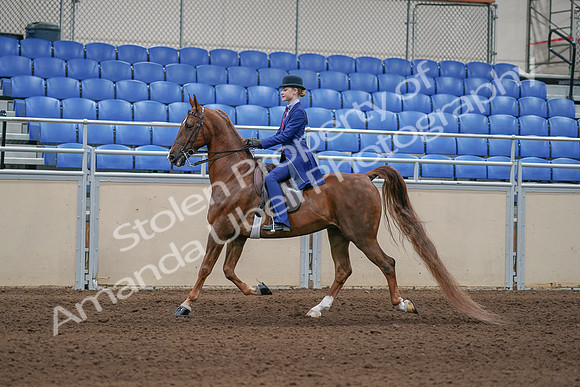 2020 - AB Morgan Horse - Sun, Sept 06 - 00007