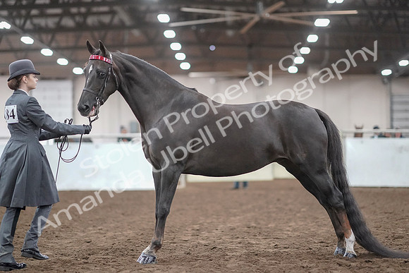 2019 Morgan Horse Show - Aug 31, 2019 - 01939