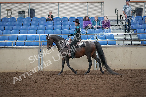 2019 Morgan Horse Show - Aug 30, 2019 - 25886