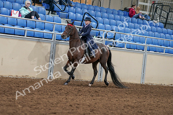 2020 - AB Morgan Horse - Fri, Sept 04 - 03621