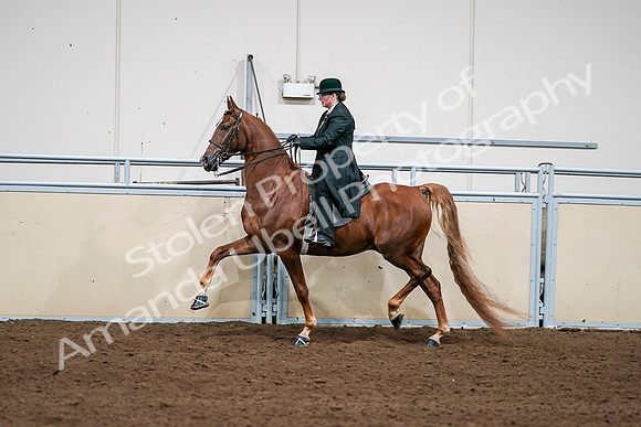 2020 - AB Morgan Horse - Sat, Sept 05 - 08054