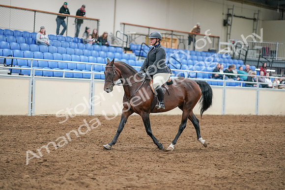 2020 - AB Morgan Horse - Sat, Sept 05 - 14293