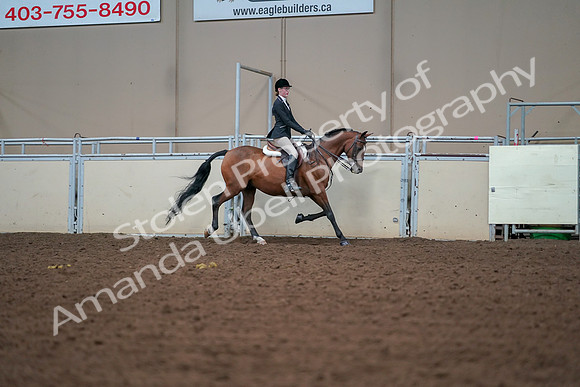 2019 Morgan Horse Show - Aug 30, 2019 - 20905