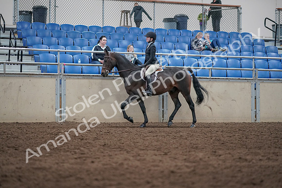 2019 Morgan Horse Show - Sept 01, 2019 - 09025