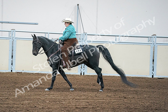 2020 - AB Morgan Horse - Fri, Sept 04 - 00477