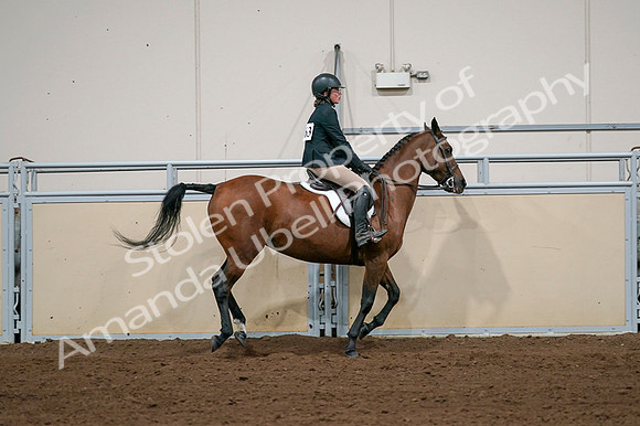 2020 - AB Morgan Horse - Fri, Sept 04 - 02106