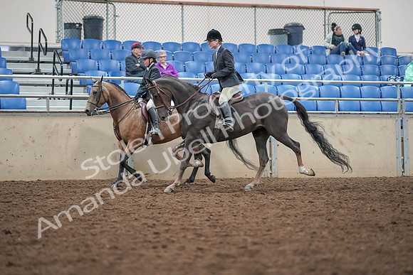 2019 Morgan Horse Show - Aug 30, 2019 - 20213