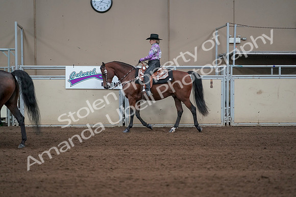 2019 Morgan Horse Show - Sept 01, 2019 - 06877