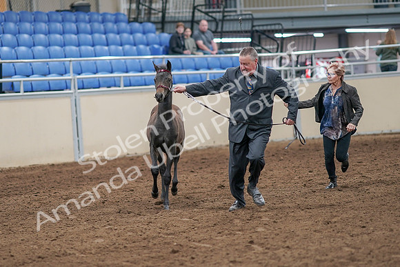 2020 - AB Morgan Horse - Sat, Sept 05 - 00450