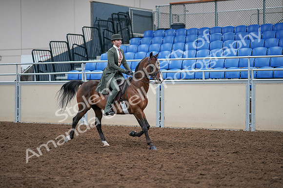 2020 - AB Morgan Horse - Fri, Sept 04 - 03422