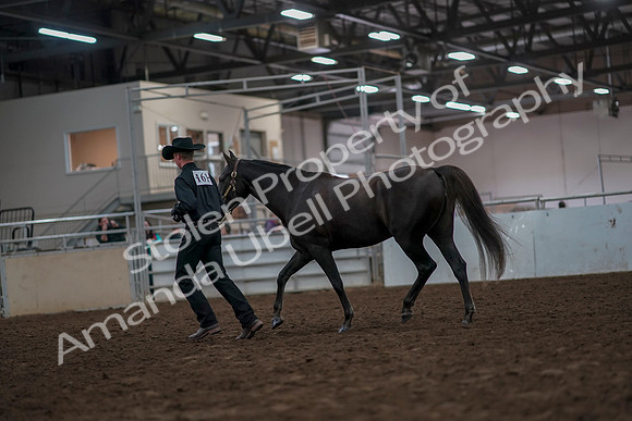 2019 Morgan Horse Show - Aug 31, 2019 - 02065