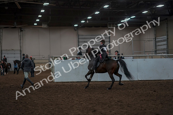 2019 Morgan Horse Show - Aug 30, 2019 - 28348